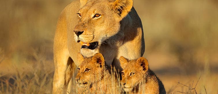 What to see in Botswana Central Kalahari Game Reserve