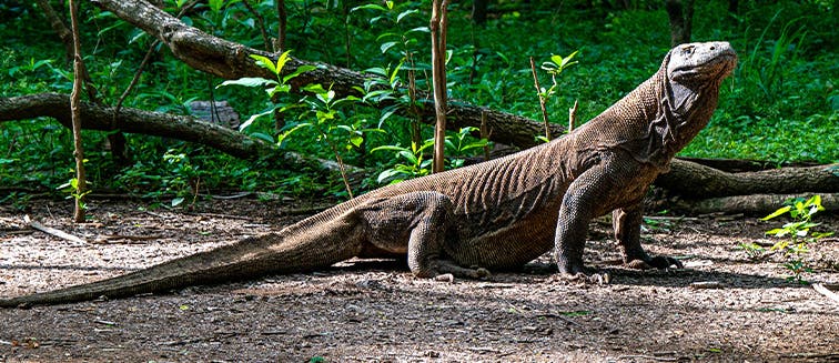 What to see in Indonesia Komodo Island
