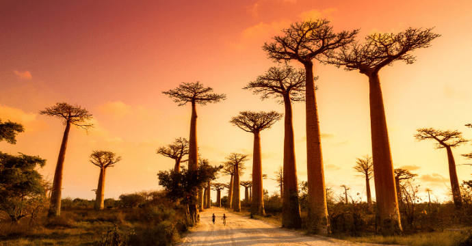 The avenue of the baobabs