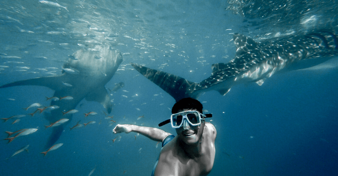 swimming with whale sharks - the best things to do in the Philippines 