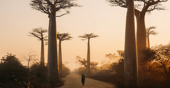 The Avenue of Baobabs on the African island of Madagas